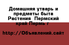 Домашняя утварь и предметы быта Растения. Пермский край,Пермь г.
